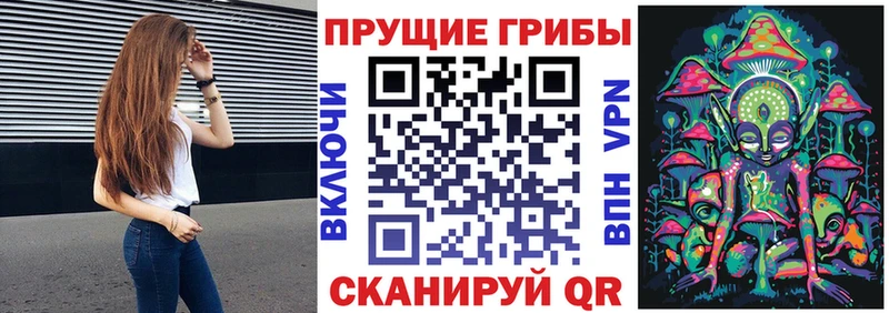 где купить   Аркадак  Псилоцибиновые грибы Psilocybine cubensis 